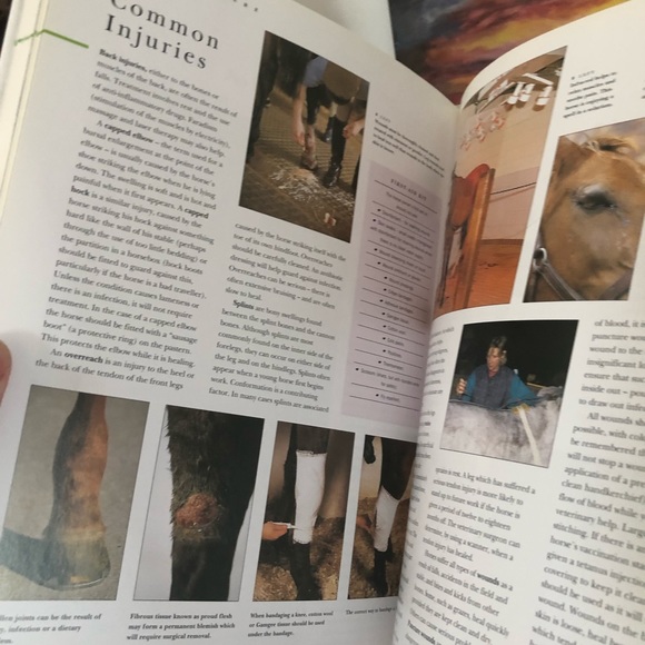 Horse book - Picture 2 of 3